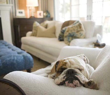 Three Ways of Removing Pet Hair from Your Furniture